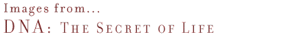Images from... DNA